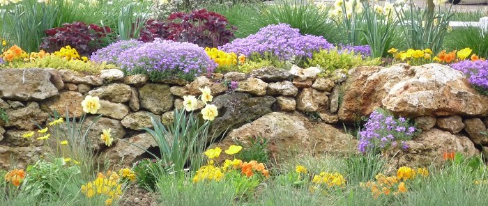 Top 7 planten die een stenen tuinontwerp laten stralen